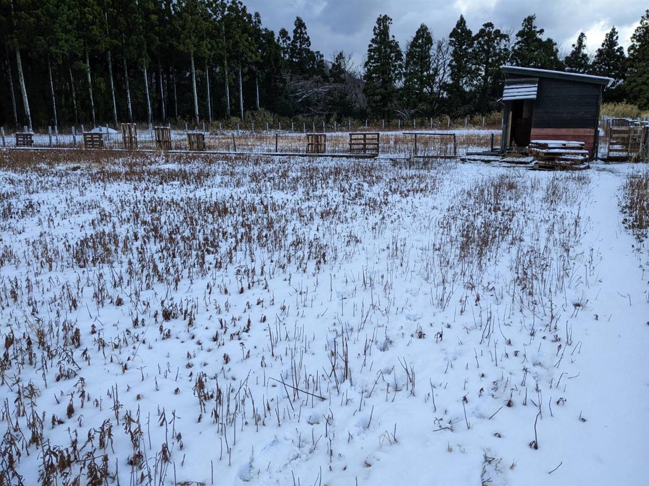 ヒツジ放牧場の風景～冬