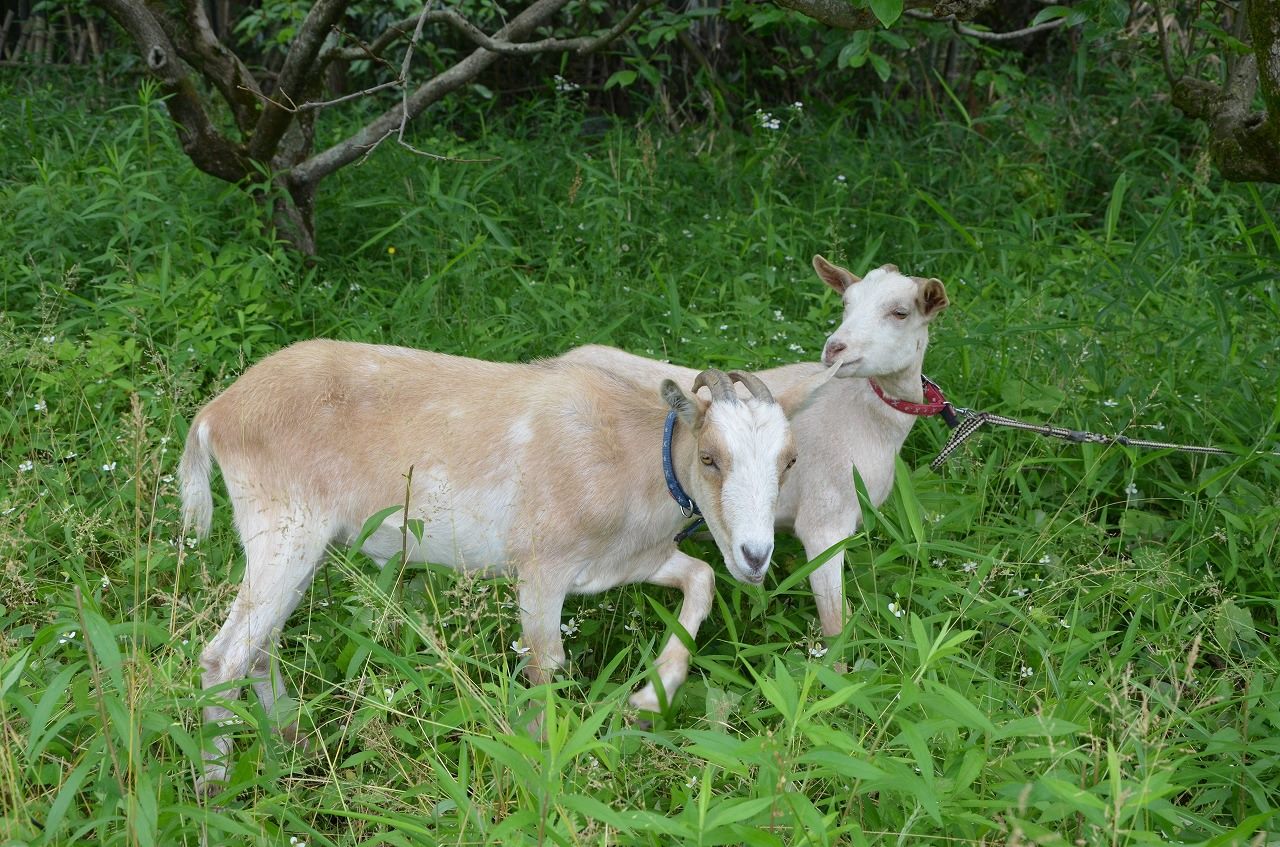 2018-6月　放し飼いの練習開始 Started to practice pasturing Goats