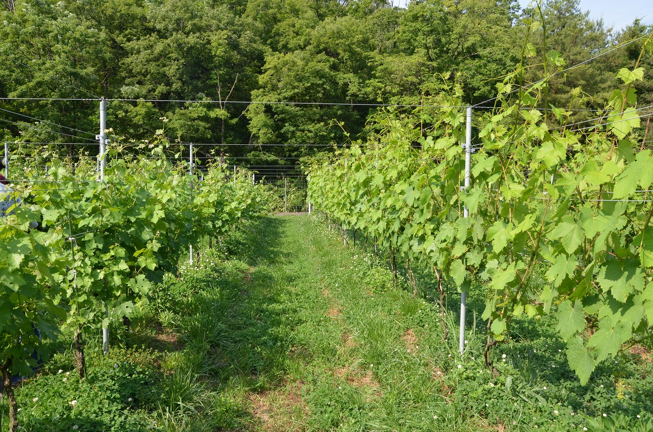 牧場でワイン作りたいなあ～まずはぶどう栽培の勉強開始！