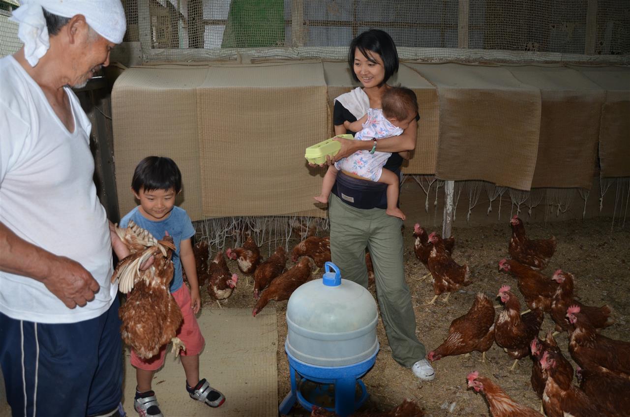 鶏の世話体験　Farming Experience - Taking Care of Chicken