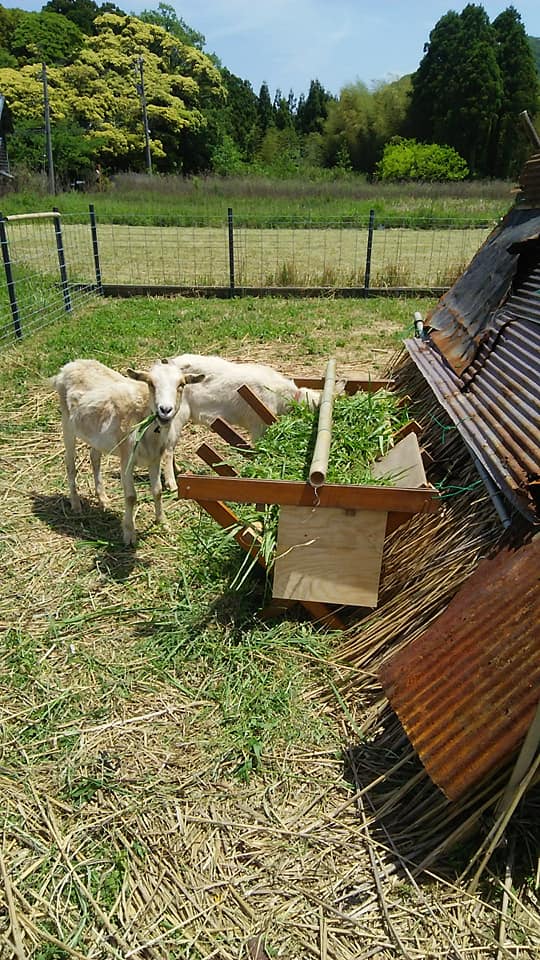 2019-5-19 山羊の餌箱を自作しました　～　Made a Feed Box for the Goats