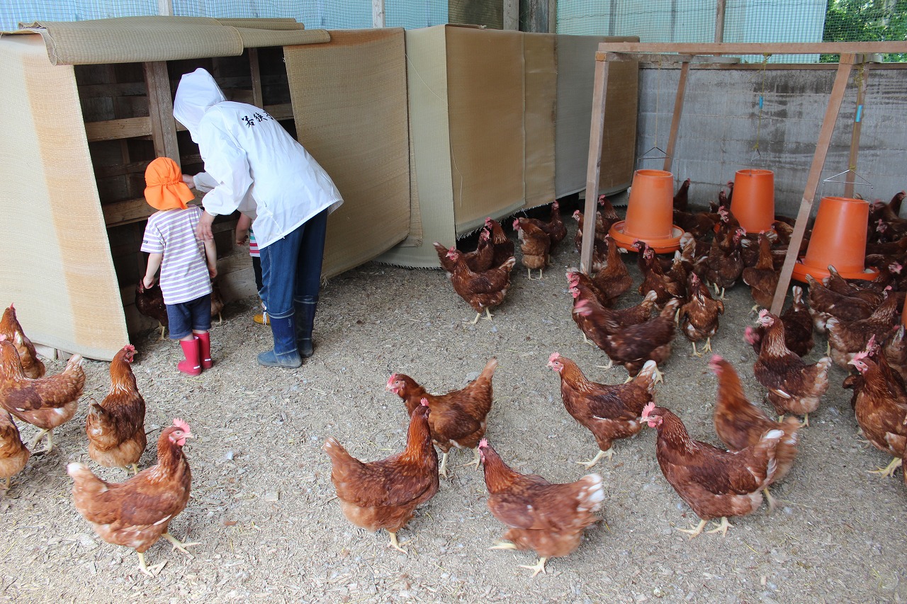 農場で鶏の世話体験 Farming Experience on a Farm