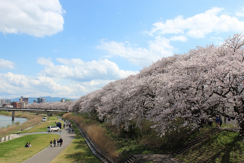 足羽川堤防の桜並木　福井市　Cherry blossoms along the Asuwa River Fukui City April　