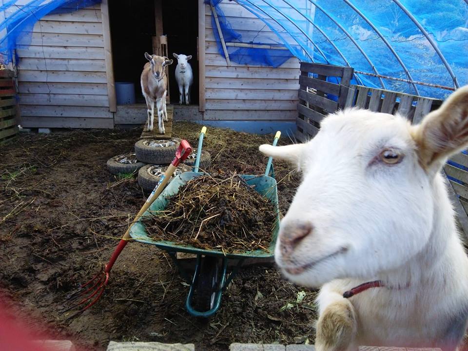2019-2-18  自前の循環農法が始まりました～山羊糞排出作業です
