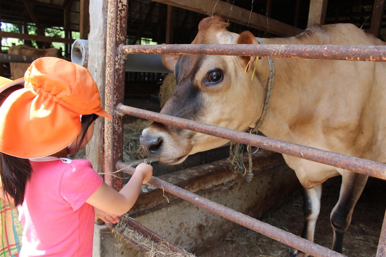 農業体験　牛の餌やり　Farming Experience - Feeding Cow