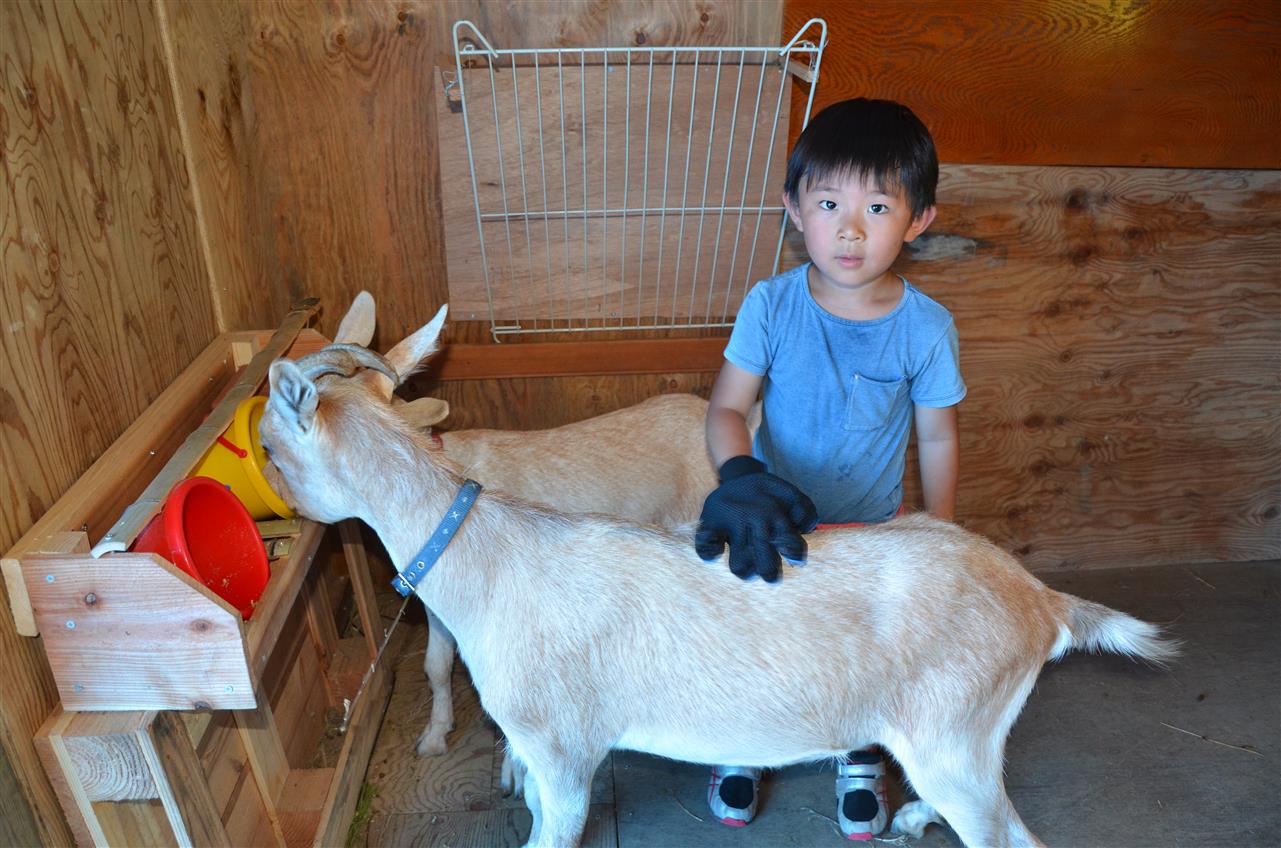 農業体験　山羊の世話　Farming Experience - Taking Care of Goat