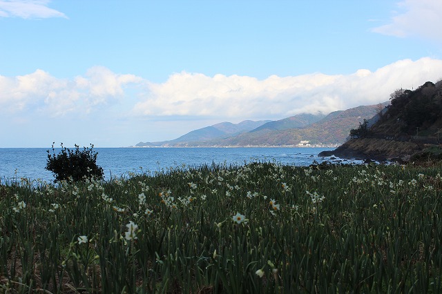 水仙の花が咲く冬の越前海岸　Winter Landscape of Echizen Kaigan Seashore close to Auberge