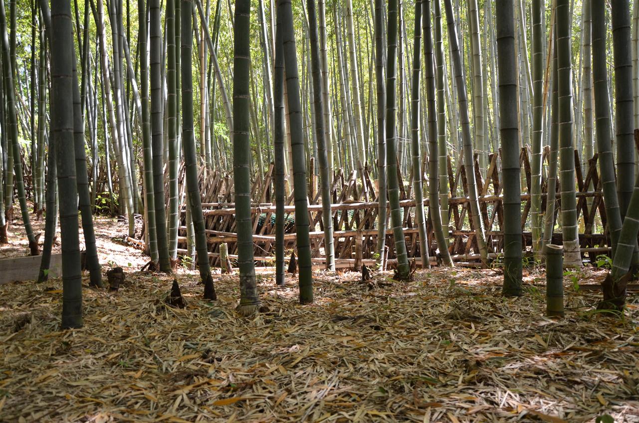 オーベルジュ所有の竹林　たけのこ掘り体験ができます