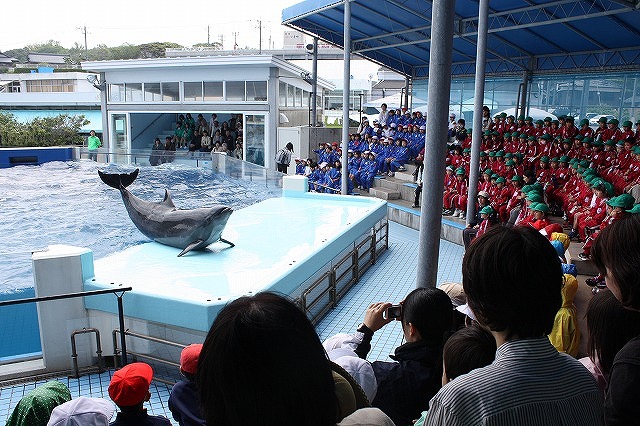三国　越前松島水族館　いるかショー　Echizen Matsushima Aquarium Mikuni Dolphin Show