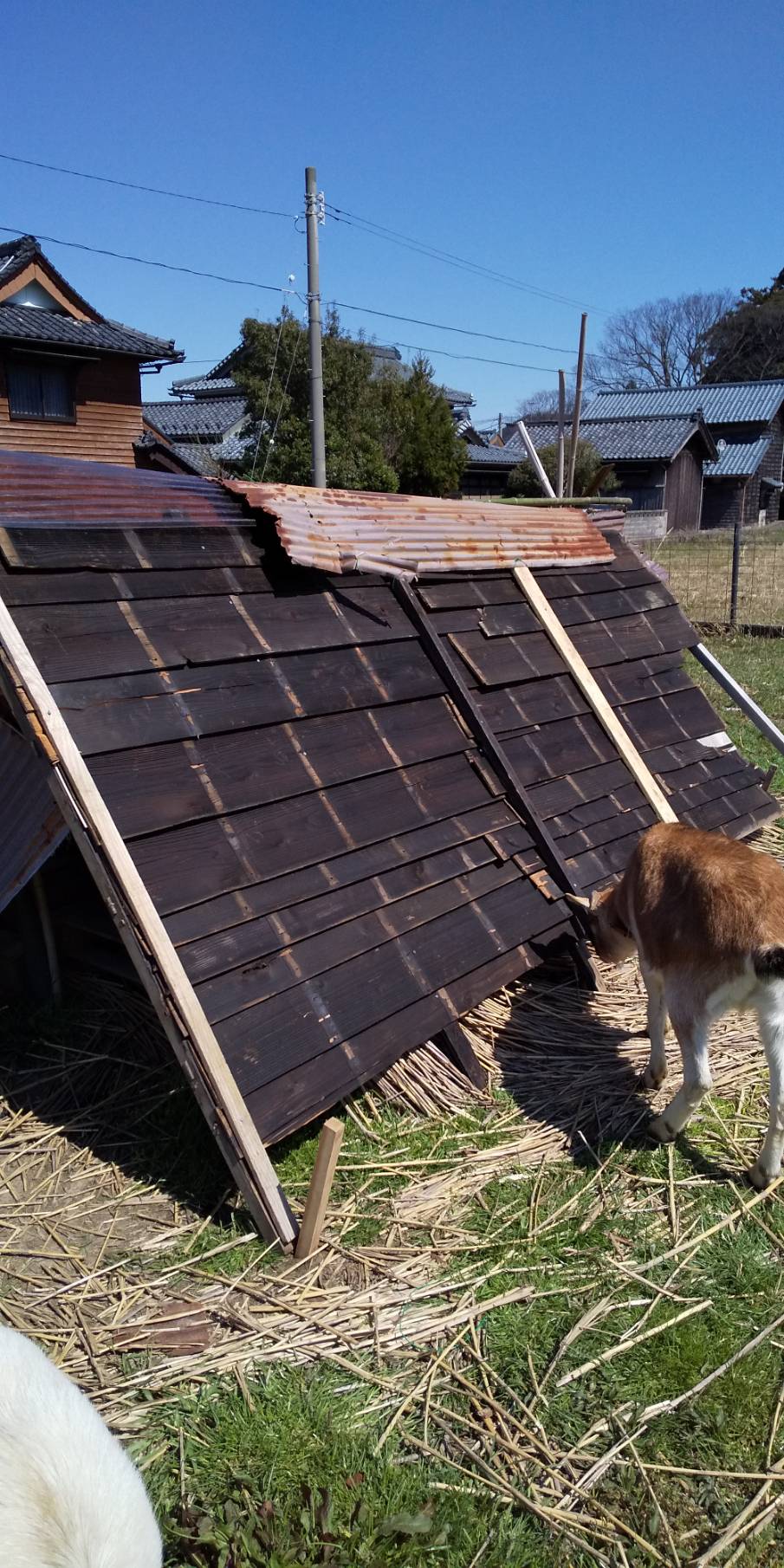 シェルターの修復～　Fixed the shelter for Goats