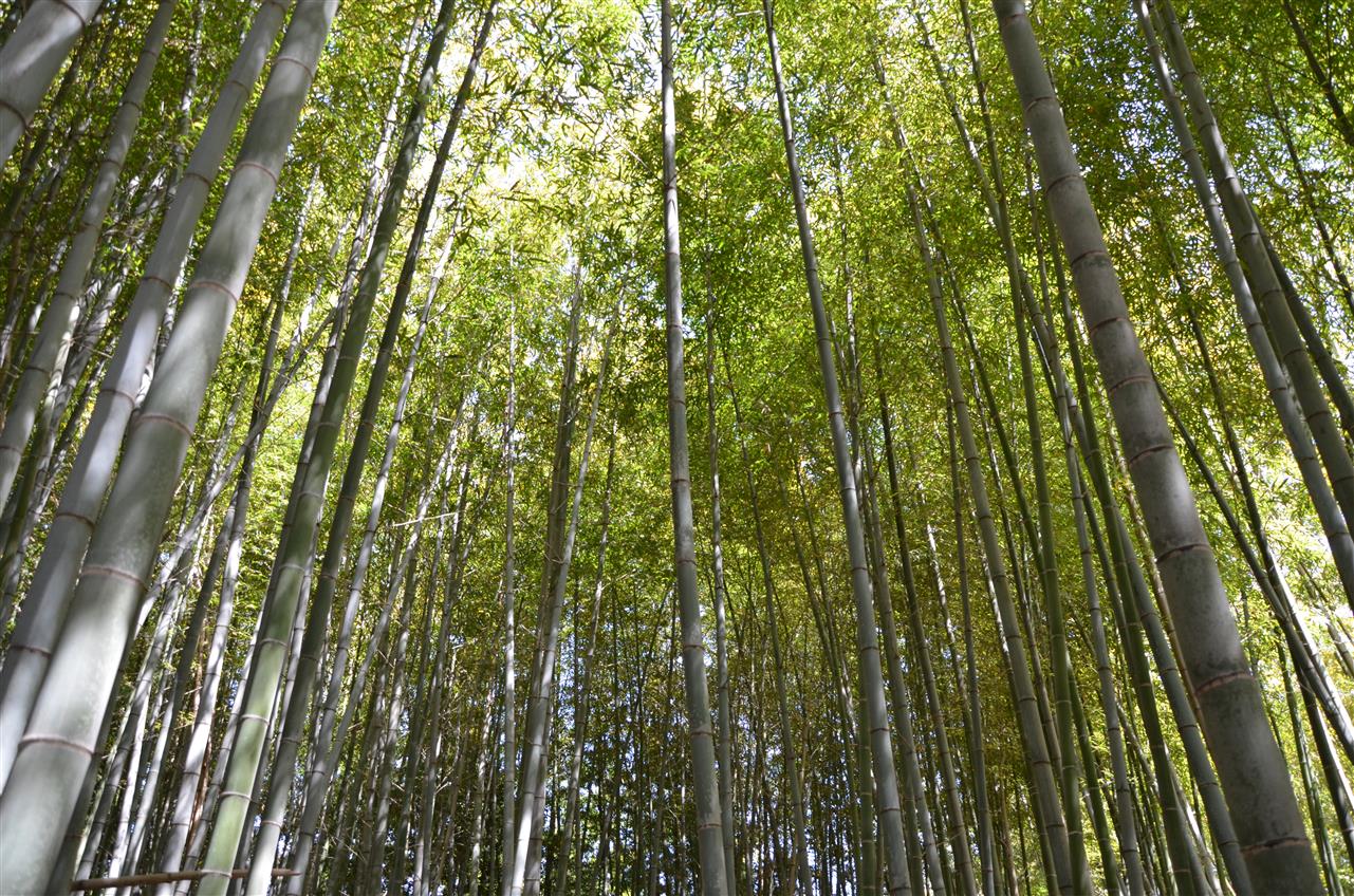 オーベルジュ所有の竹林　Bamboo Woods owned by Auberge FF
